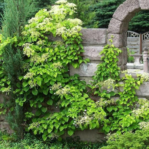 Гортензия черешковая