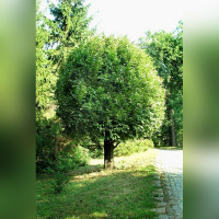 Граб «Вариегата»