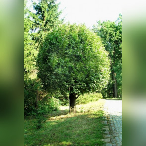 Граб «Вариегата»