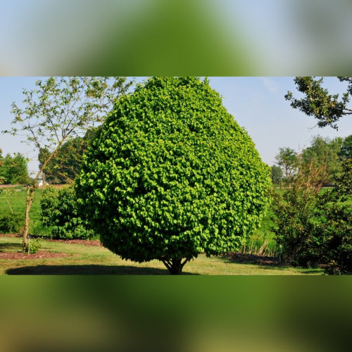 Граб обыкновенный «Глобус»