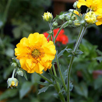 Гравилат чилийский «Голд Болл»