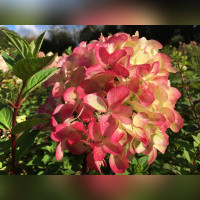 Гортензия метельчатая «Граффити»