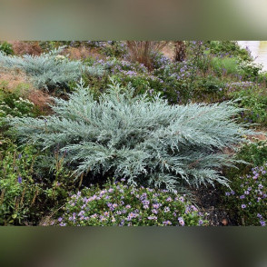 Можжевельник «Грей Оул»