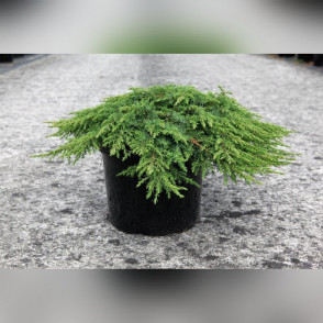 Можжевельник «Грин Карпет»