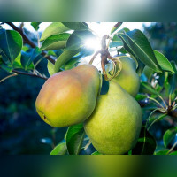 Груша «Августовская роса»