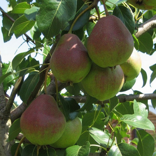 Груша «Верная»