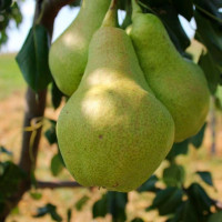 Груша «Видная»