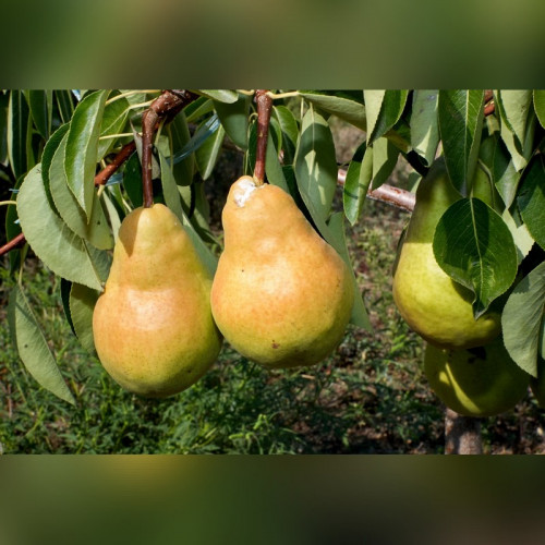 Груша «Дюшес»