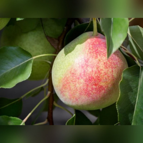 Груша «Елена»