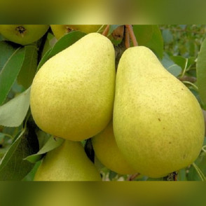 Груша «Лада»