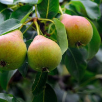 Груша «Любимица Яковлева»