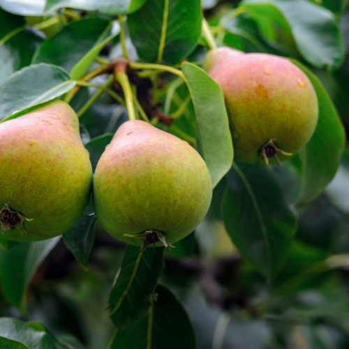 Груша «Любимица Яковлева»