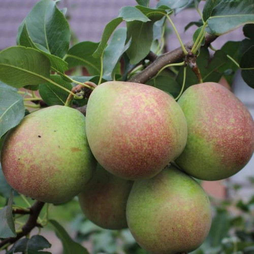 Груша «Мраморная»