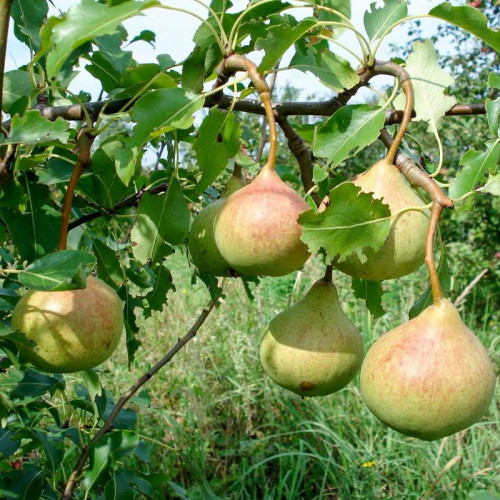 Груша «Памяти Яковлева»