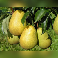 Груша «Скороспелка из Мичуринска»