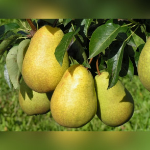 Груша «Скороспелка из Мичуринска»