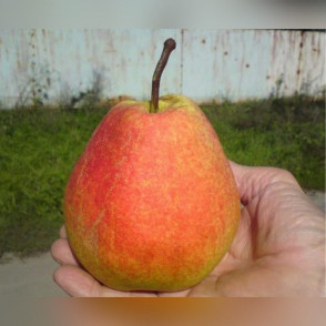 Груша «Тихий Дон»