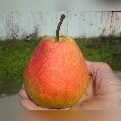 Груша «Тихий Дон»