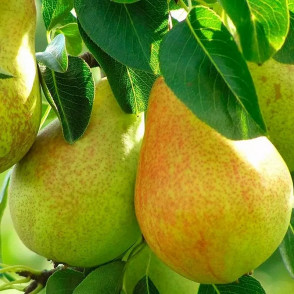 Груша «Феерия»