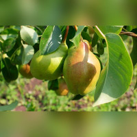 Груша «Чудесница»