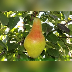 Груша «Яковлевская»