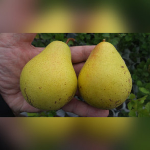 Груша Полесская