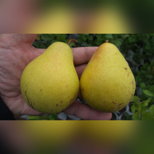 Груша Полесская