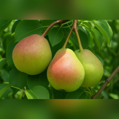 Груша Россошанская ранняя