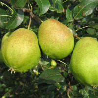 Груша Светлянка