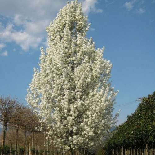 Груша каллериана «Шантеклер»