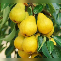 Груша колоновидная «Сапфира»