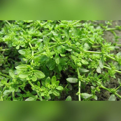 Грыжник в ассортименте