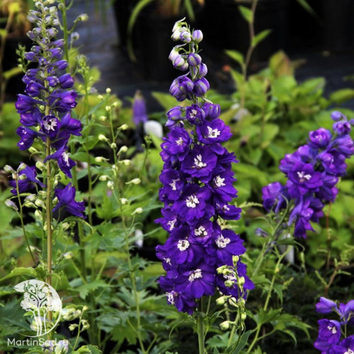 Дельфиниум «Мэджик Фонтэйнс Дарк Блю Дарк Би»