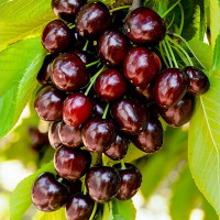 Дерево-сад Вишня Жуковская (прививки Владимирская, Шоколадница)