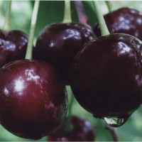 Дерево-сад Вишня Шоколадница (прививки Ночка, Любская)