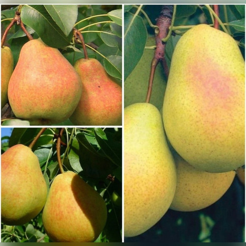 Дерево-сад Груша Чижовская (прививки Лада, Детская)