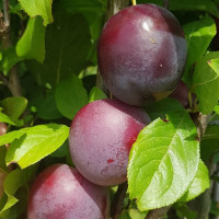 Дерево-сад Слива Империал (прививки Мирабель, Шарафуга)