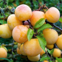 Дерево-сад Слива Конфетная (прививки Желтая крупноплодная, Ренклод ранний)