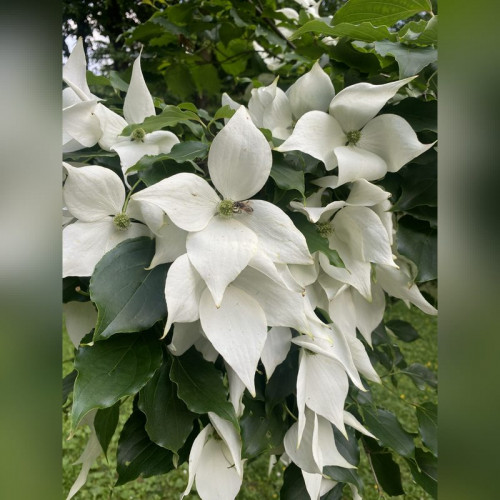 Дерен Коуза