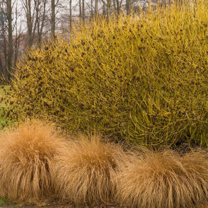 Дерен Флавирамеа