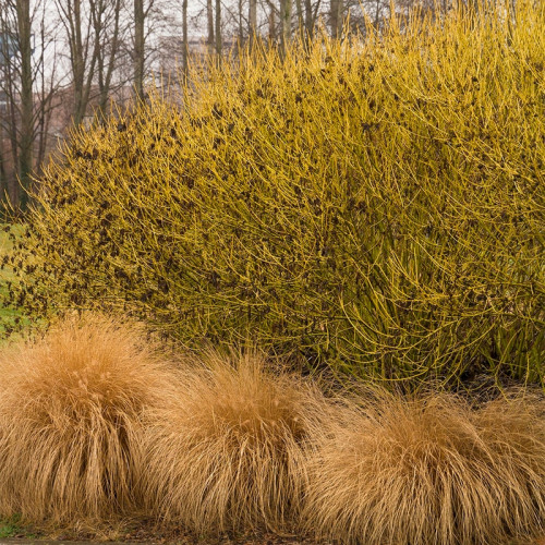 Дерен Флавирамеа