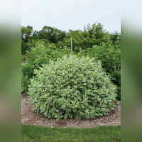 Дерен белый «Элегантиссима»