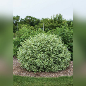 Дерен белый «Элегантиссима»