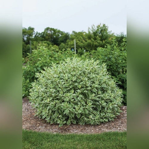 Дерен белый «Элегантиссима»