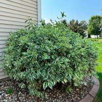 Дерен белый «Айвори Хало»