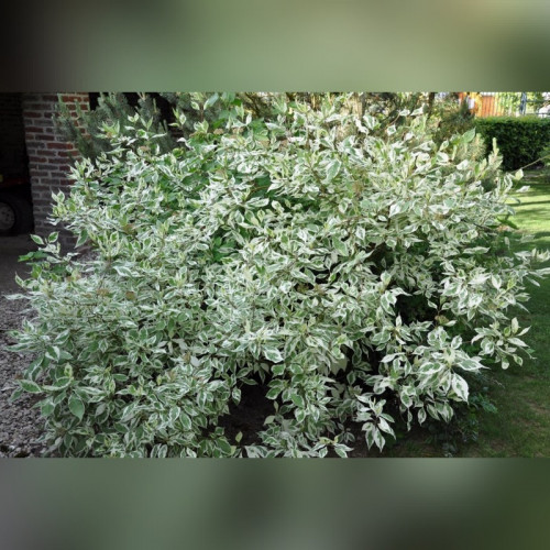 Дерен белый «Аргентеомаргината»