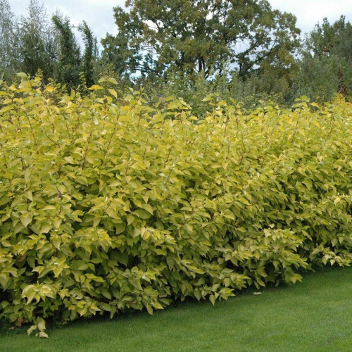 Дерен белый «Ауреа»