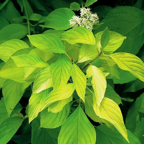 Дерен белый Обыкновенный