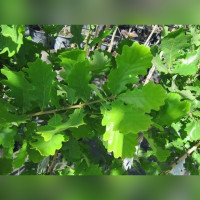 Дуб «Монумент» (Monument)