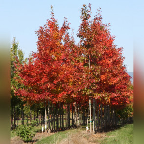 Дуб красный «Аурея» (Aurea)